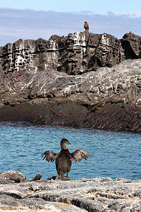 不会飞的鸬鹚在费尔南迪纳加拉帕戈斯群岛的海鬣蜥旁边晒翅膀