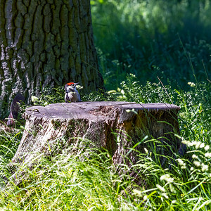 德国巴伐利亚班贝格 Pommersfelden 城堡公园树桩上的幼啄木鸟