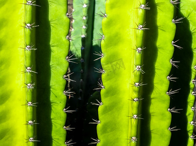 丰满摄影照片_由 Cereus Peruvianus 仙人掌丰满的茎和尖刺组成的绿色背景