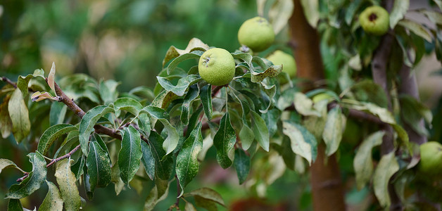 夏季花园中成熟的有机品种绿梨。