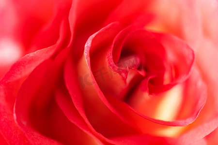 花卉玫瑰花摄影照片_柔和的焦点，抽象花卉背景，红色黄色玫瑰花。