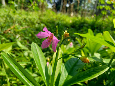 自然背景下的 Talinum papulatum（名花、欧帕宝石、粉红满天星、人参爪哇）