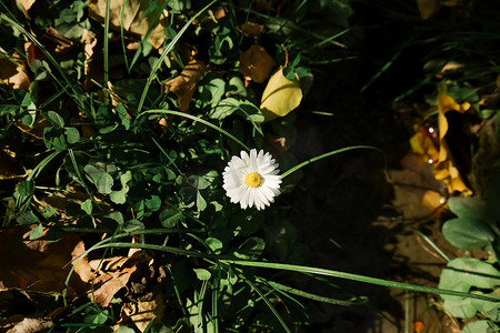 一朵小白花，带有黄色花粉