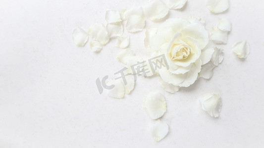 白色鲜花摄影照片_美丽的白玫瑰和白色背景上的花瓣。