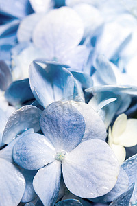 新鲜蓝色易碎花束的特写细节