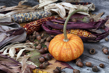 万圣节或感恩节背景的秋季假期，整个南瓜加上玉米、橡子和树叶在风化的木板上