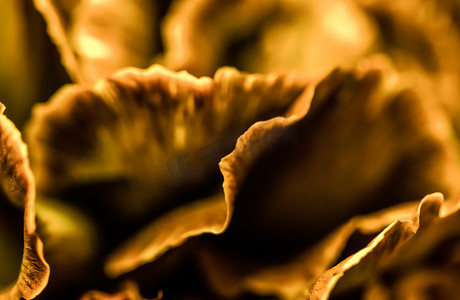 黄色康乃馨摄影照片_抽象花卉背景，橙色康乃馨花。