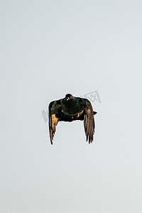 鸽子剪影摄影照片_剪影飞翔的鸽子鸟在天空中。