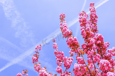 桃树摄影照片_美丽的樱花树或樱桃树，在春天的蓝天上开着粉红色的花朵