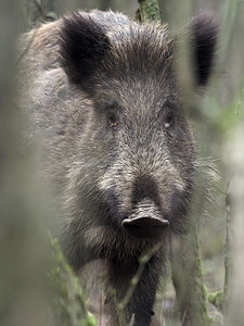 深秋欧洲森林自然环境中的野猪（Sus scrofa - 野猪 - 欧亚野猪 - 野猪）之一。