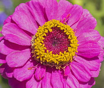 一朵菊花紫色花的特写镜头