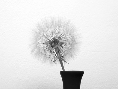 写字楼背景摄影照片_白色背景上孤立的花瓶里的蒲公英花