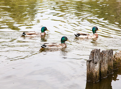 三只鸭子在池塘里游泳