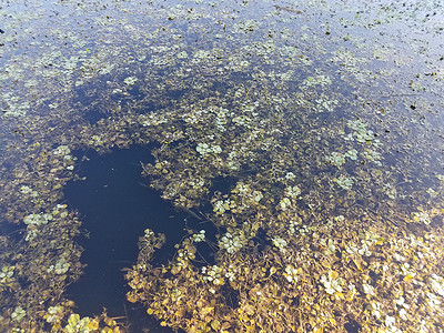 绿叶漂浮在死水中的植物