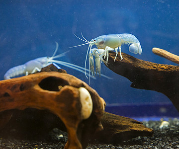 优雅站立的蓝色小龙虾
