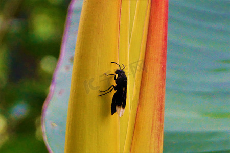 翅膀大翅膀摄影照片_秘密花园中发现长着白色翅膀的黑黄蜂