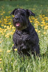雪纳瑞摄影照片_听话的巨型黑色雪纳瑞狗。