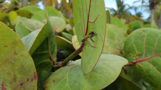 波多黎各绿海葡萄叶上飞翔的蜜蜂
