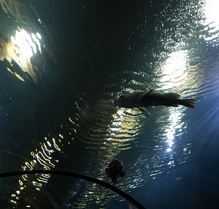游动摄影照片_有鱼游动或漂浮在上面的水下隧道