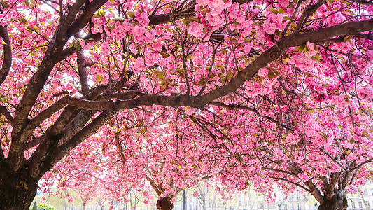 桃树摄影照片_春天有粉红色花朵的美丽樱花或樱桃树