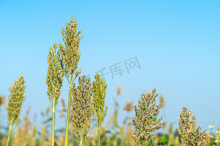 外勤摄影照片_外勤特工蓝天中高粱的特写