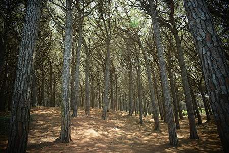 海边的松树和松林，Marena di Cecina 的海滩和海，Maremma，托斯卡纳，意大利，欧洲