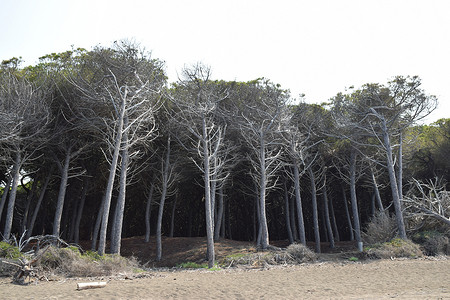 海边的松树和松林，Marena di Cecina 的海滩和海，Maremma，托斯卡纳，意大利，欧洲