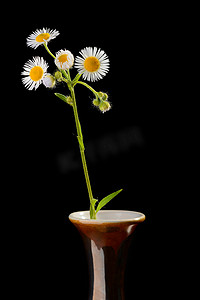 花瓶里的小雏菊