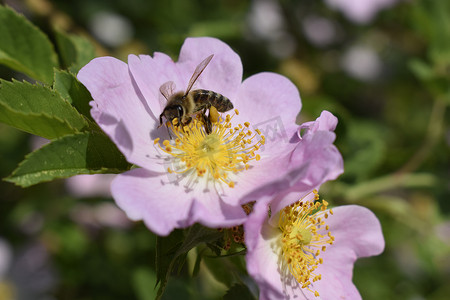 花卉玫瑰花摄影照片_蜜蜂正在灌木狗玫瑰花上采集花粉