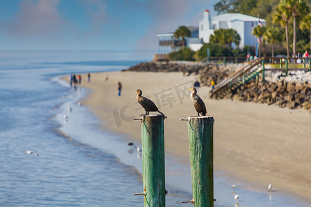 海滩度假村附近的柱子上有两只海鸟