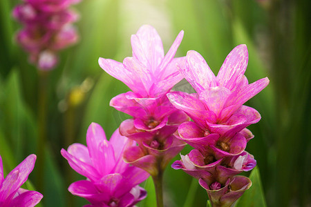 姜黄（暹罗郁金香姜黄）花 I