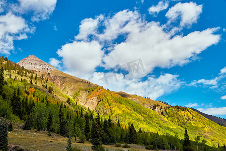 秋天的山脉覆盖着金色的白杨树