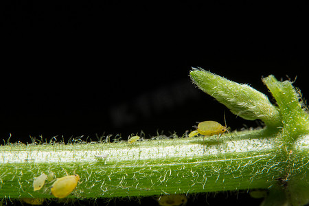 豌豆蚜虫（学名：Aphis craccivora Koch。）