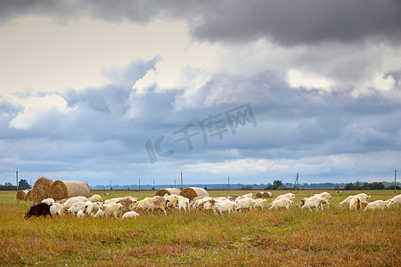 牧场上的农场奶山羊群