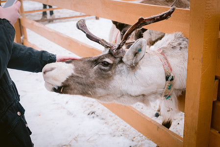 动物农场摄影照片_冬季动物农场围场的雨鹿