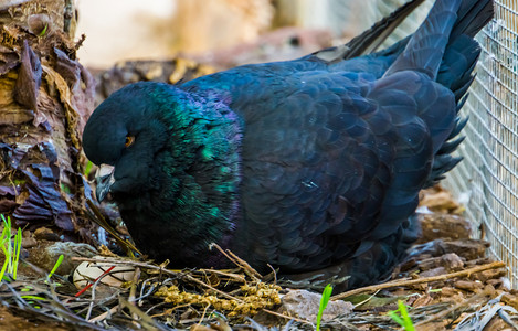 鸽子雀巢摄影照片_一只黑王鸽的特写，它带着蛋坐在巢里，这是一种流行的热带鸟类