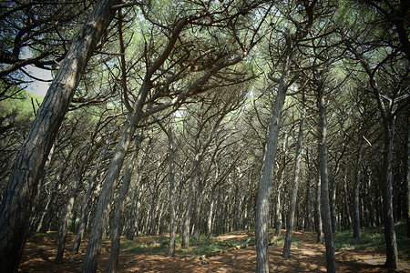 海边的松树和松林、Marina di Cecina、Maremma、托斯卡纳、意大利、欧洲的海滩和海