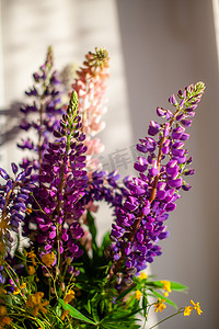 粉紫色摄影照片_一朵盛开的羽扇豆花，花朵呈粉紫色和蓝色。