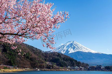 日本春天的富士山和樱花。