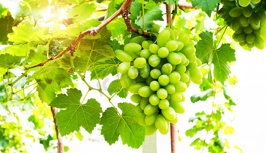 葡萄摄影照片_葡萄园里的一串串绿葡萄。