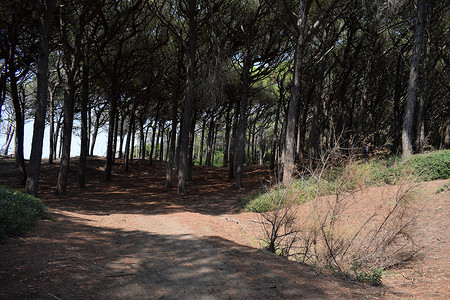 海边的松树和松林、Marina di Cecina、Maremma、托斯卡纳、意大利、欧洲的海滩和海