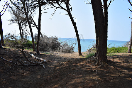 海边的松树和松林、Marina di Cecina、Maremma、托斯卡纳、意大利、欧洲的海滩和海