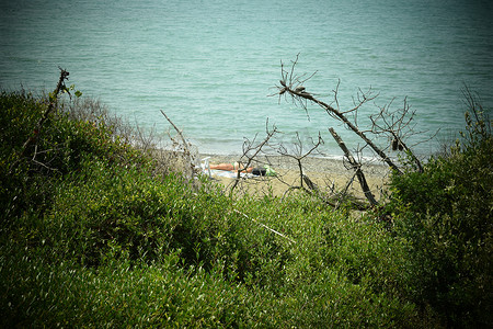 海边的松树和松林、Marina di Cecina、Maremma、托斯卡纳、意大利、欧洲的海滩和海