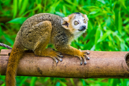 欧冠摄影照片_加冕狐猴特写，可爱的猴子，来自马达加斯加的濒危灵长类动物