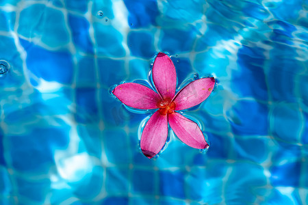 漂浮在池塘上时拍摄的粉红色花朵特写