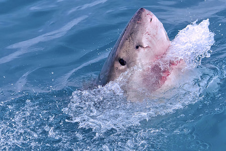 大白鲨摄影照片_大白鲨，干斯拜，南非
