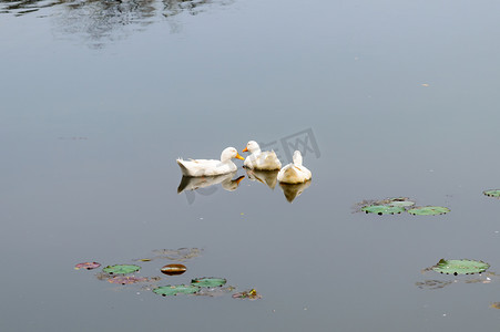 鸭鸟水鸟（鹅天鹅或鸭科水鸟Wading shorebirds的统称）漂浮在湿地倒影湖水面上游动。