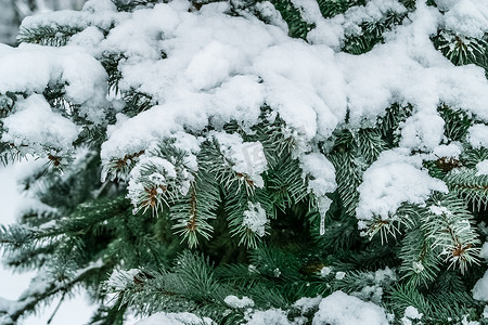 雪松树摄影照片_用雪盖的冷杉树的分支