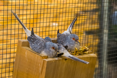 鸟舍中的钻石鸽巢特写，澳大利亚流行的热带鸟类