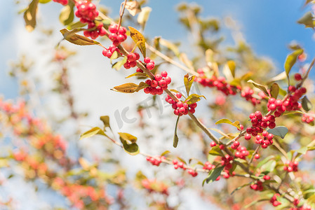 阳光明媚的秋日，树枝上的德克萨斯冬青冬青蜕皮红果